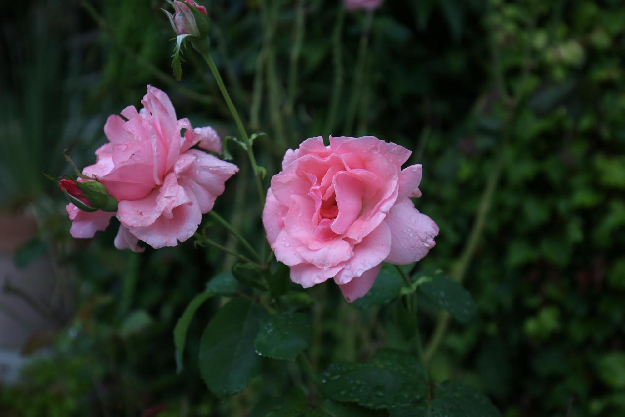 La Roulotte Deluxe De Malpas Bed and Breakfast Quingey Buitenkant foto